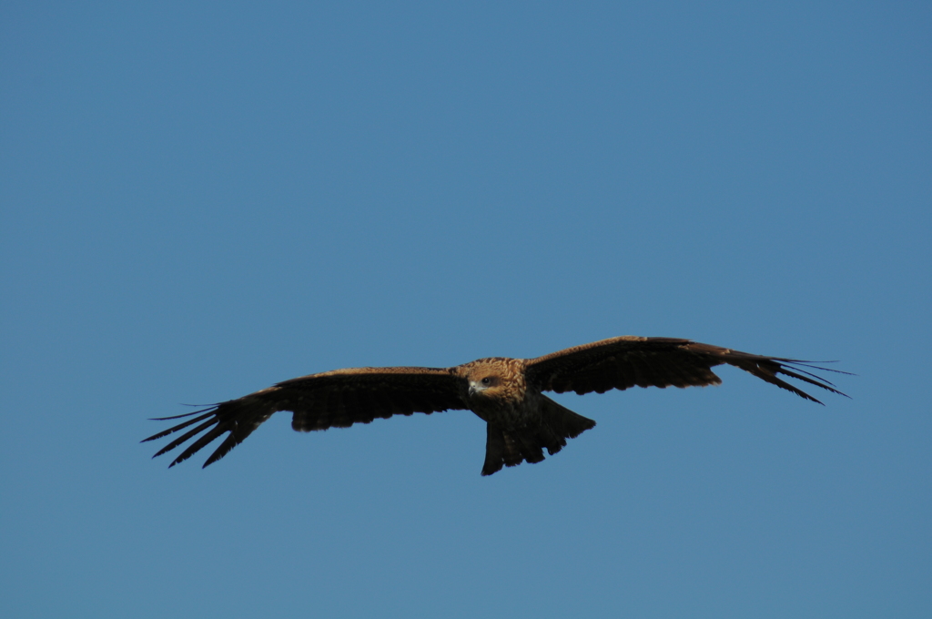 ＡＦはあてになりません