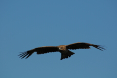 ＡＦはあてになりません