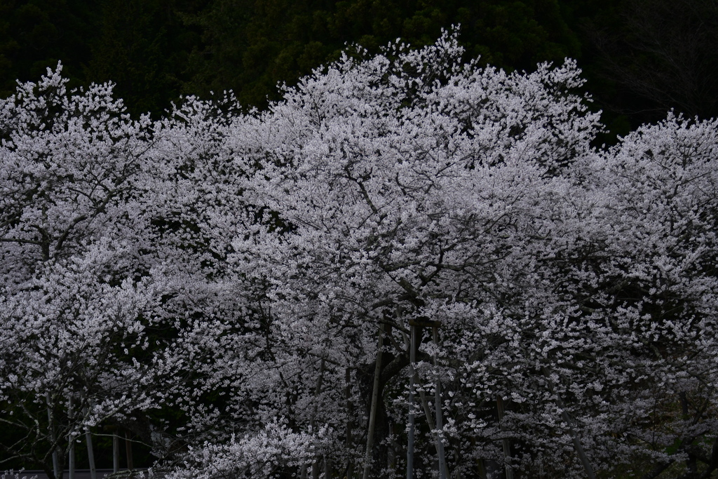 臥龍桜