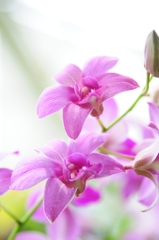 燃え盛る陽の光