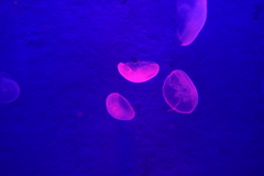 トキナーの広角結構いける