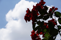 太陽を求めども、その光は体を突き刺す