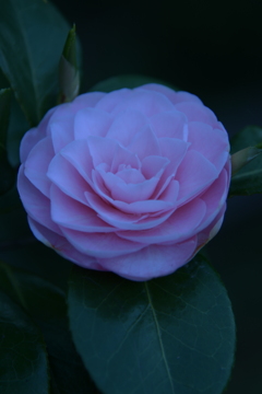 吸い寄せられて