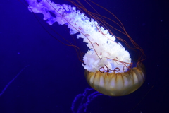 争いは好まず、ただ攻撃的