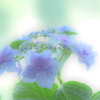 ６月の午後