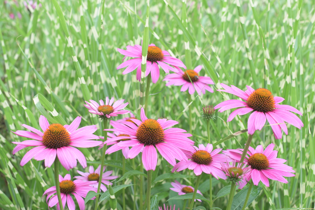 絞ると見える葉の表情