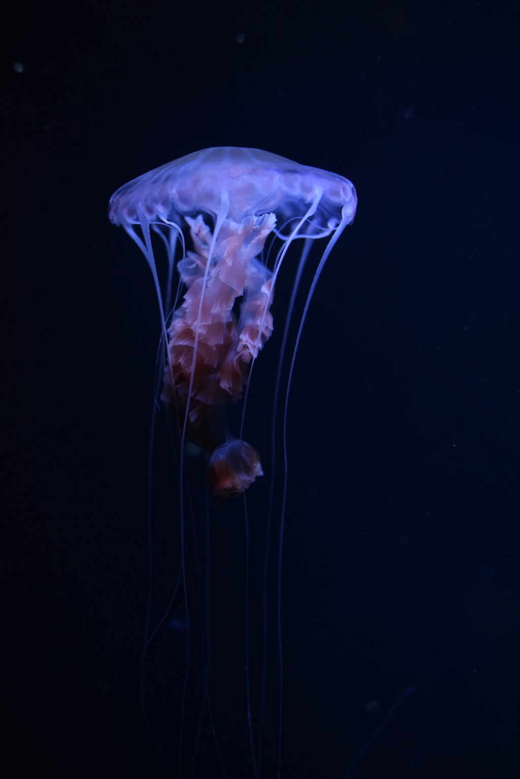 可能な限りエレガントに