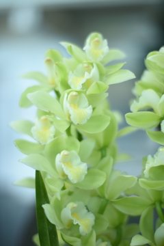 ファインダーがとっても見辛い