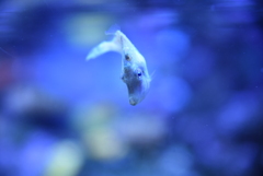 たまに哲学者