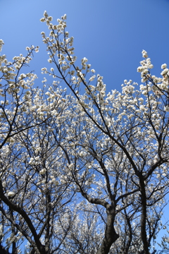 トキナーの11-16mmの16mm使い