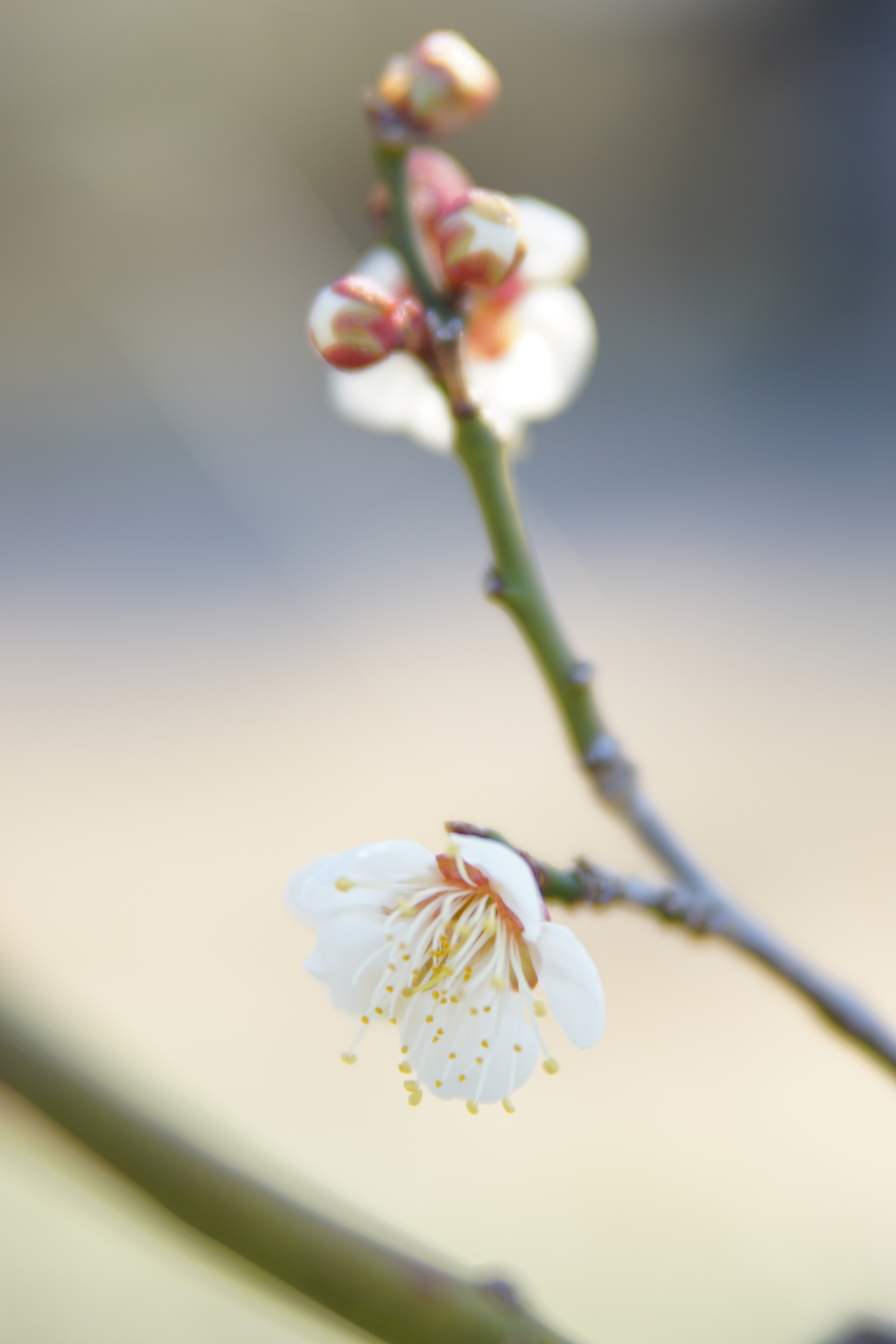 桜も咲きそう