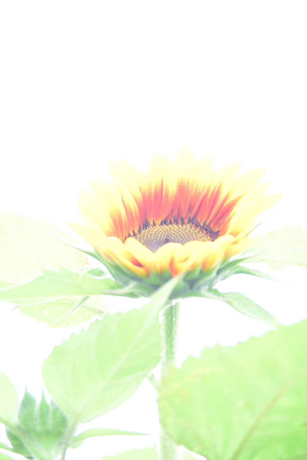 記録更新の夏