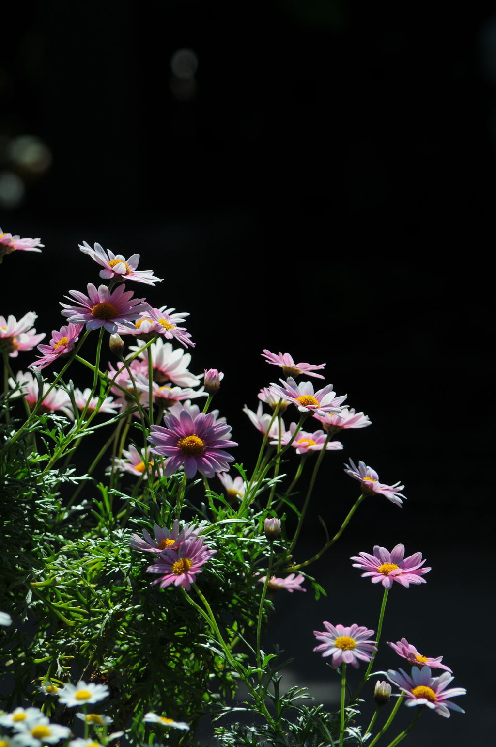 ささやかな見ごろ
