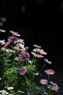 ささやかな見ごろ