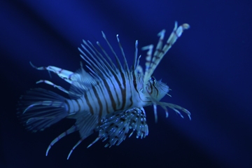 流されない