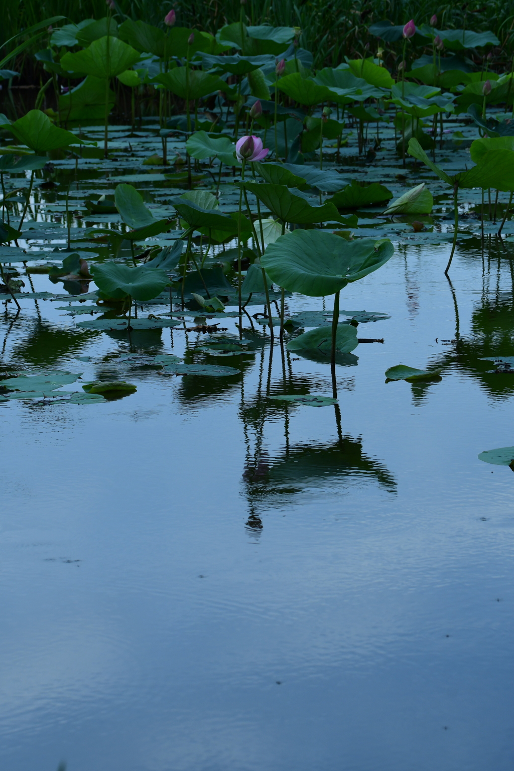 すべてが暮れゆく