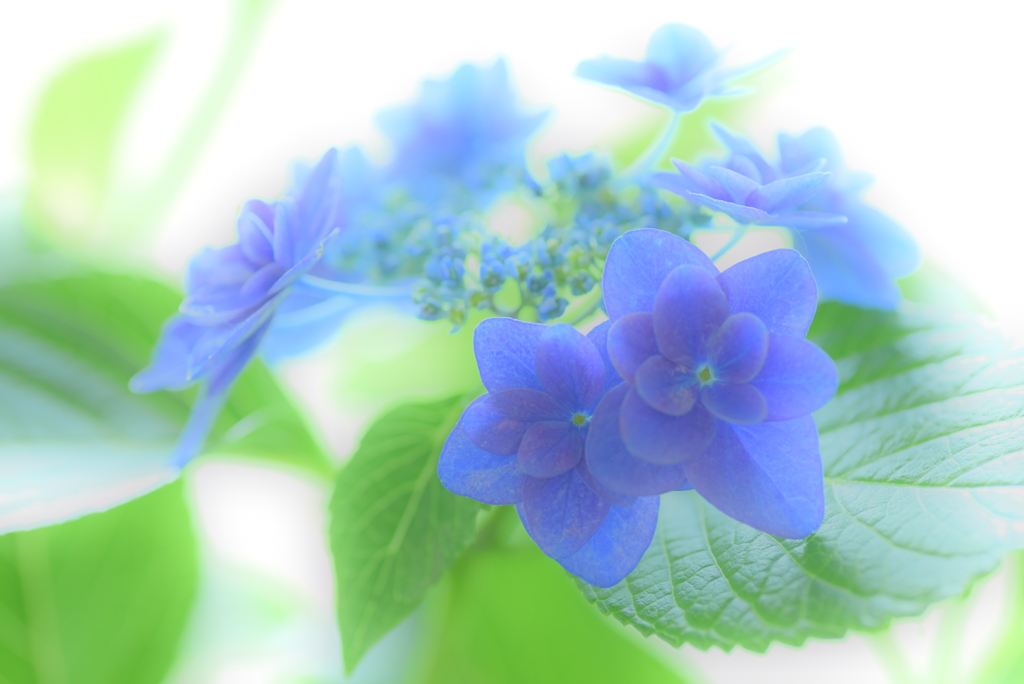 夏の光