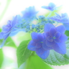夏の光