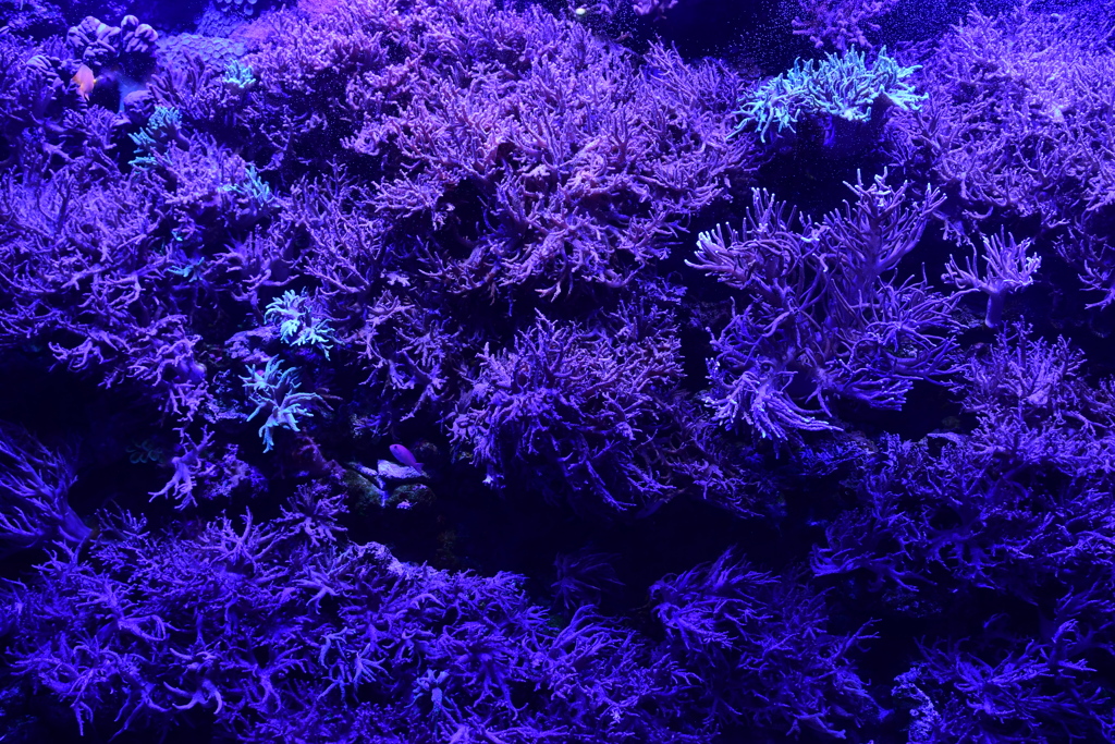 珊瑚の森