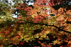 人生の紅葉マーク