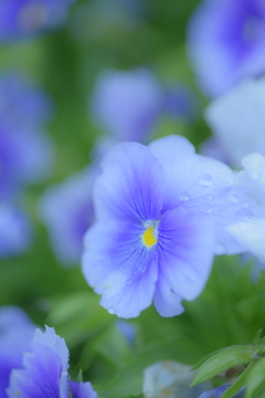 雨を楽しむ