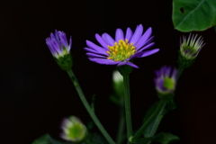 花は語る