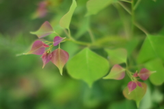 旬の綺麗さ宿して