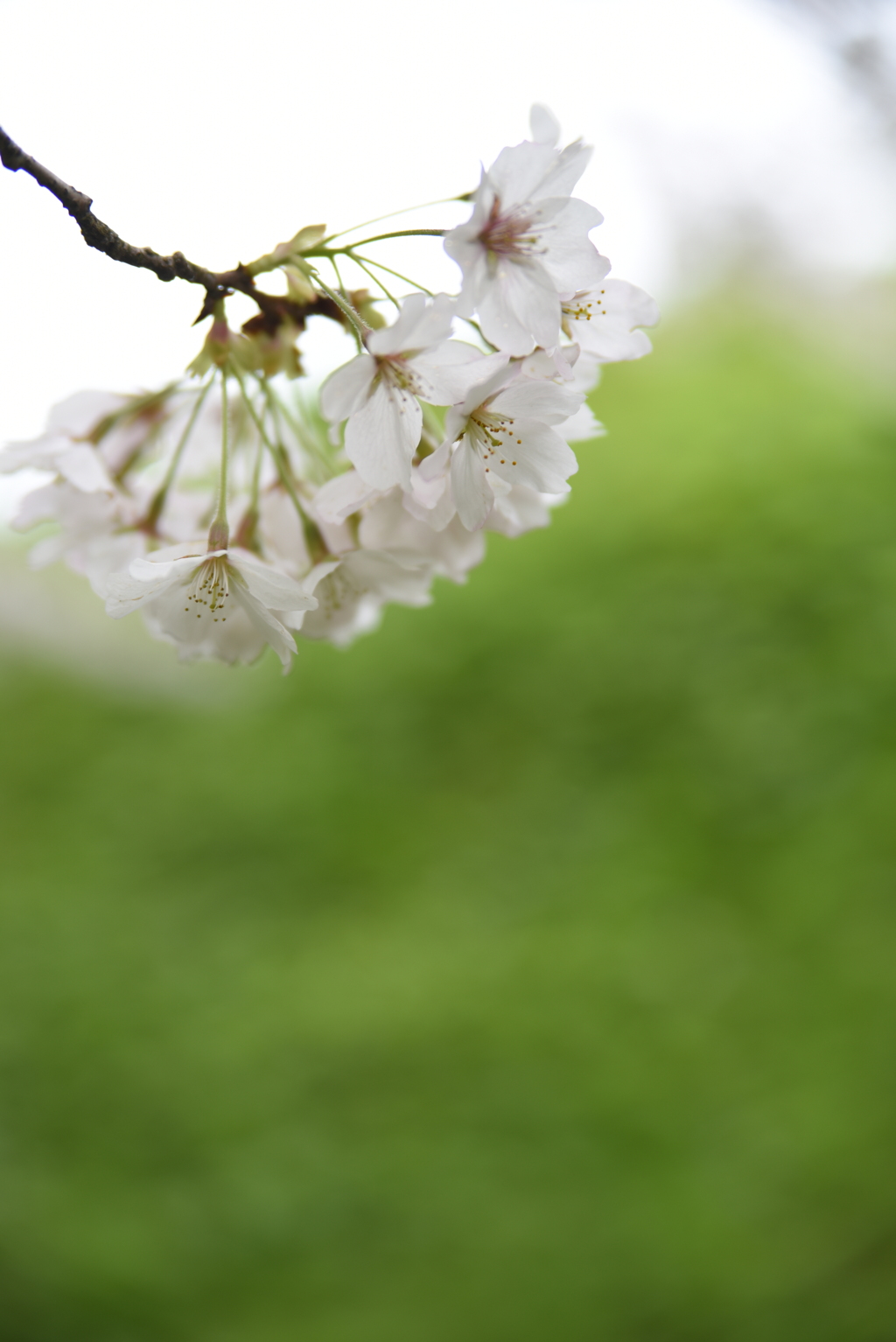 もう散り際