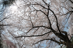 カメラ無しで御花見しようかな