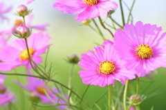 花の声聞こえる