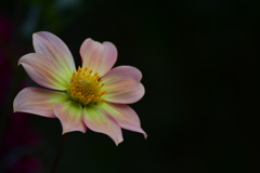 一番美しい時って