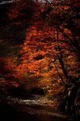 渓谷の晩秋