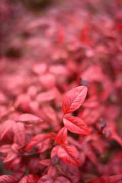 朱に染まりたくない