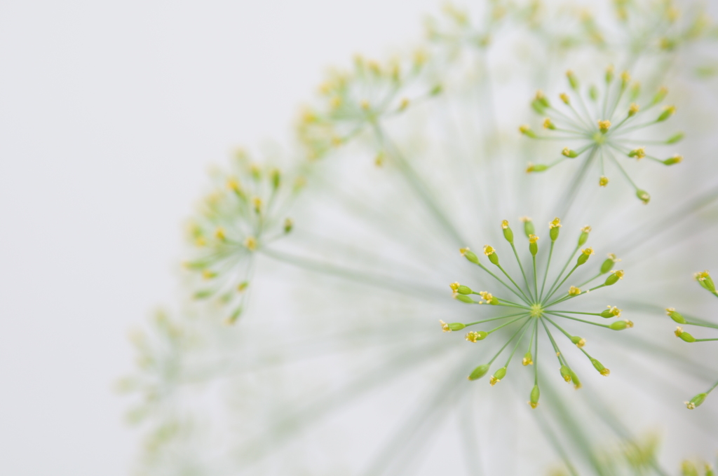 片隅の花火
