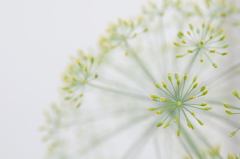 片隅の花火