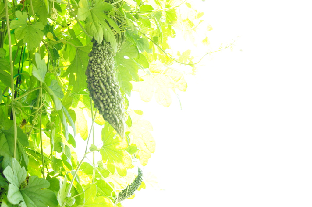 グリーンのカーテンもそろそろ撤収