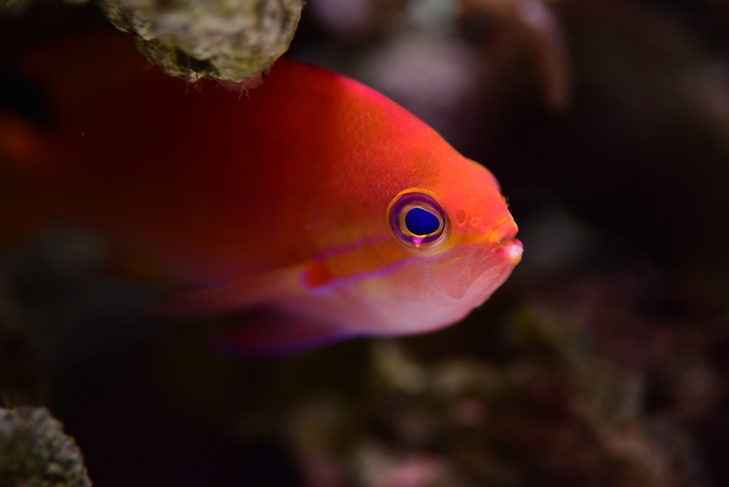 薄ら寒い海に