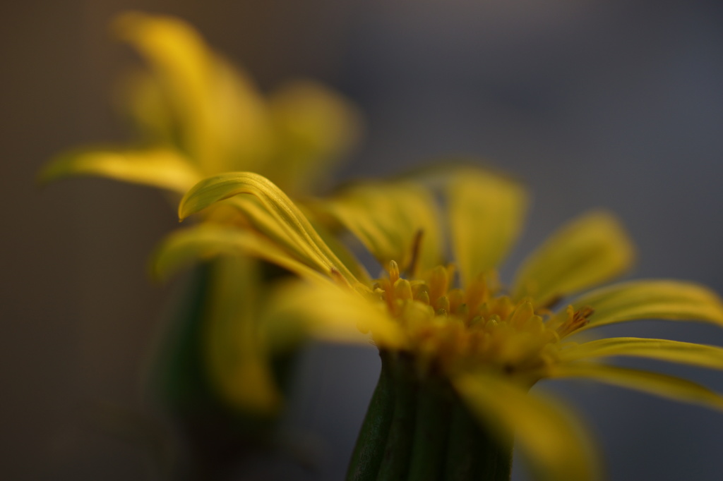 サムサニマケズ