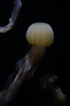 水中の煙のよう