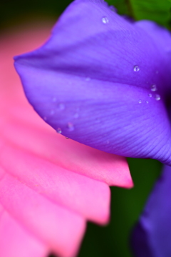 そこにピントが