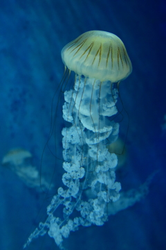 えのすいのクラゲ