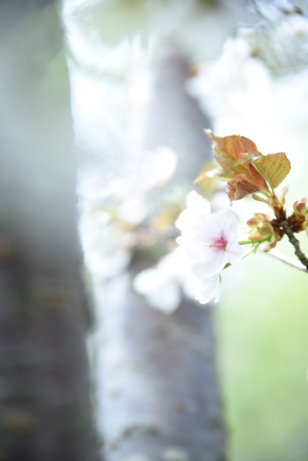 予想外の暑さに悶える