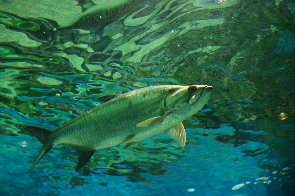 明日会いに行く