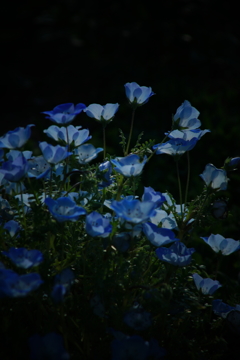 青い花