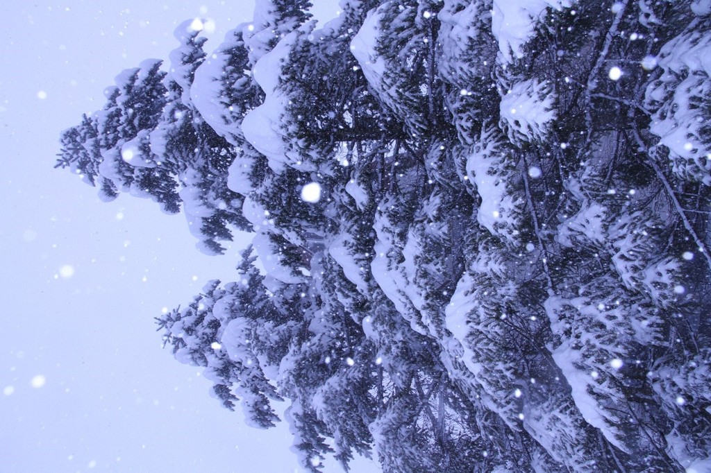 ２月８日新雪