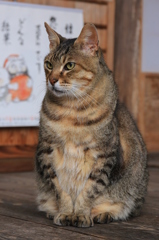 今年も宜しくお願いします。
