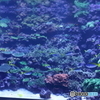 うみたまご　001