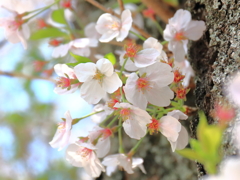 SAKURA 002