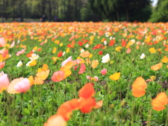 くじゅう花公園　003