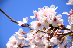 桜の花びらたち
